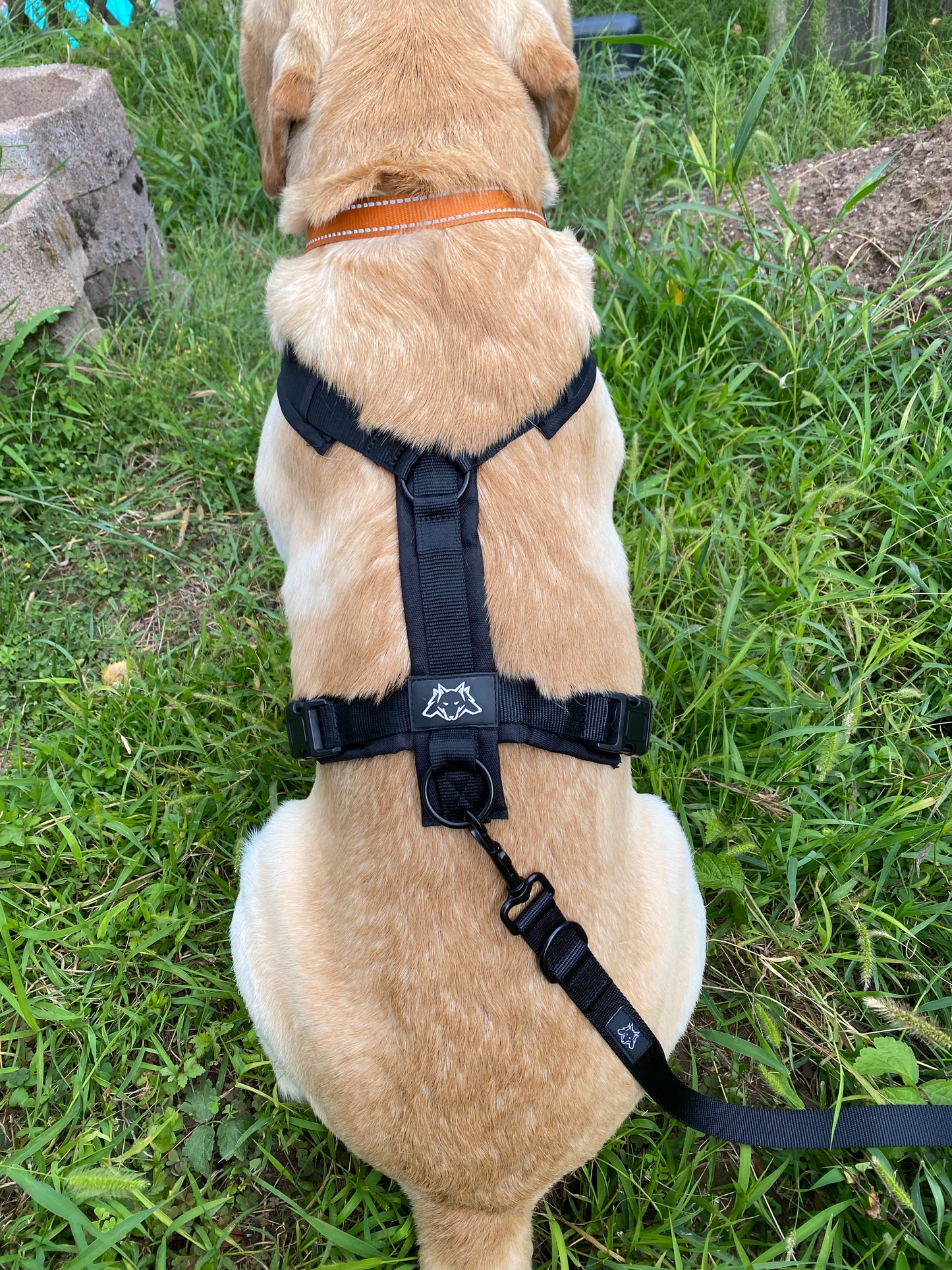 Pettorina EXPLORER